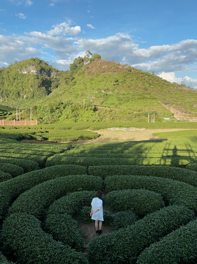 Những đồi chè xanh ngát có cảnh đẹp như phim ở khắp Việt Nam - Ảnh 21.