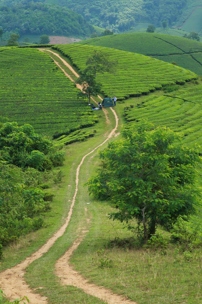 Những đồi chè xanh ngát có cảnh đẹp như phim ở khắp Việt Nam - Ảnh 15.
