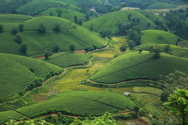 Những đồi chè xanh ngát có cảnh đẹp như phim ở khắp Việt Nam - Ảnh 14.