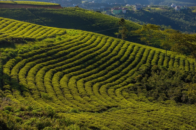 Những đồi chè xanh ngát có cảnh đẹp như phim ở khắp Việt Nam - Ảnh 8.
