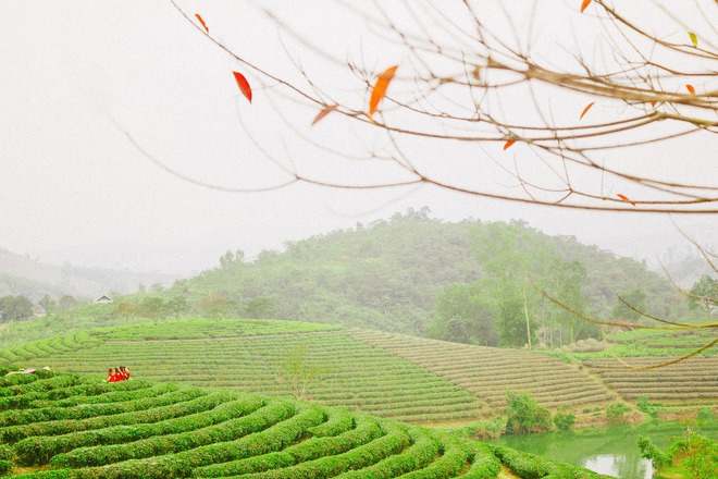Những đồi chè xanh ngát có cảnh đẹp như phim ở khắp Việt Nam - Ảnh 26.