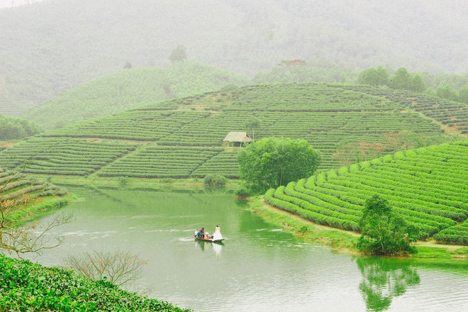 Những đồi chè xanh ngát có cảnh đẹp như phim ở khắp Việt Nam - Ảnh 24.