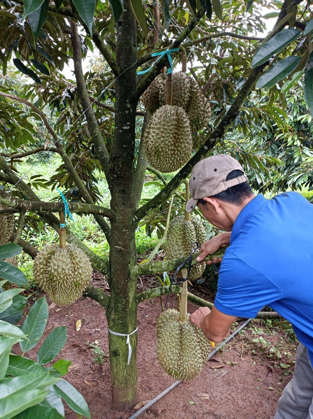 Bầu Đức thu hoạch sầu riêng - Ảnh 2.