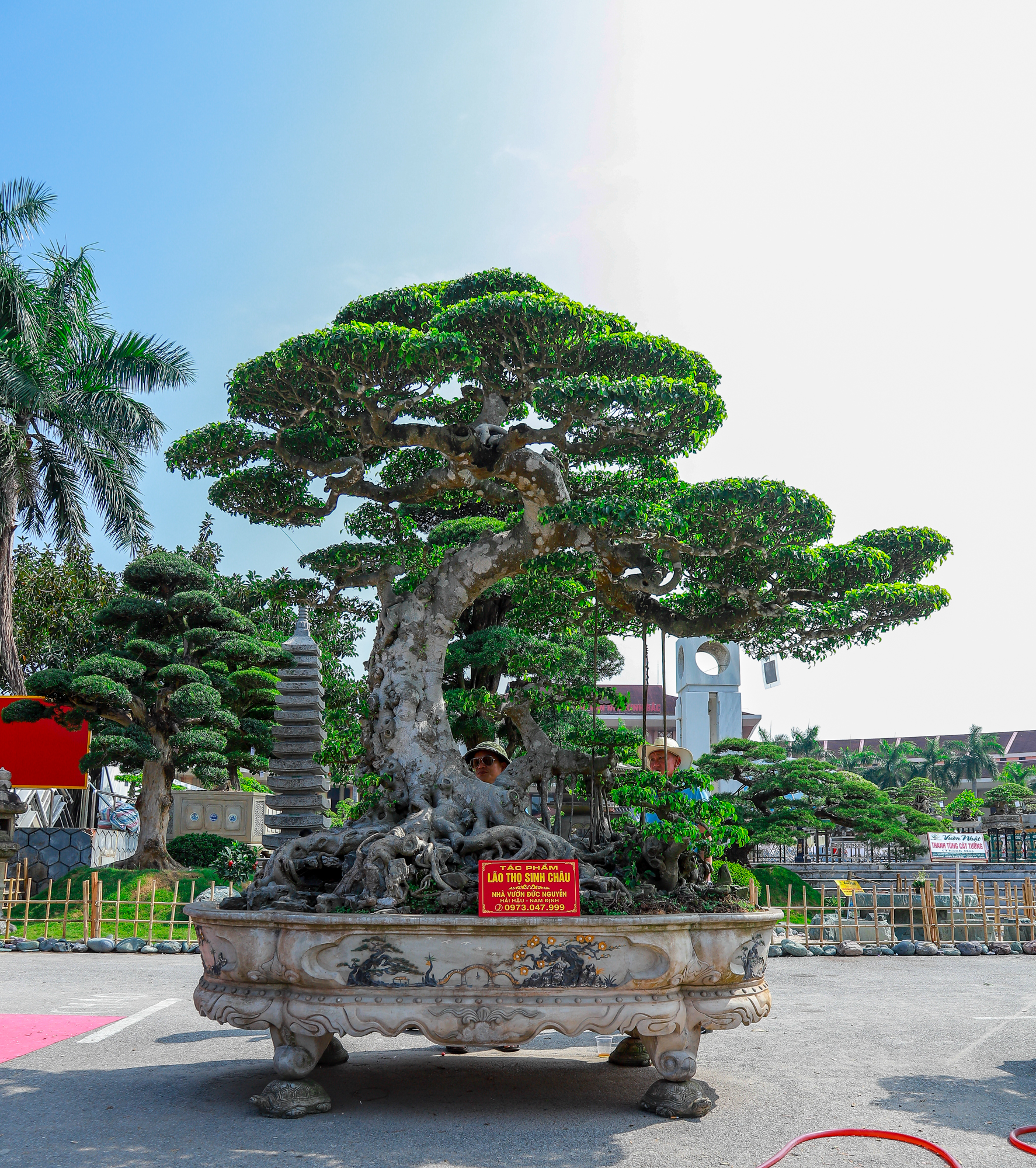 Những siêu cây cảnh hàng chục tỷ 'hội ngộ' tại Bắc Ninh - Ảnh 9.
