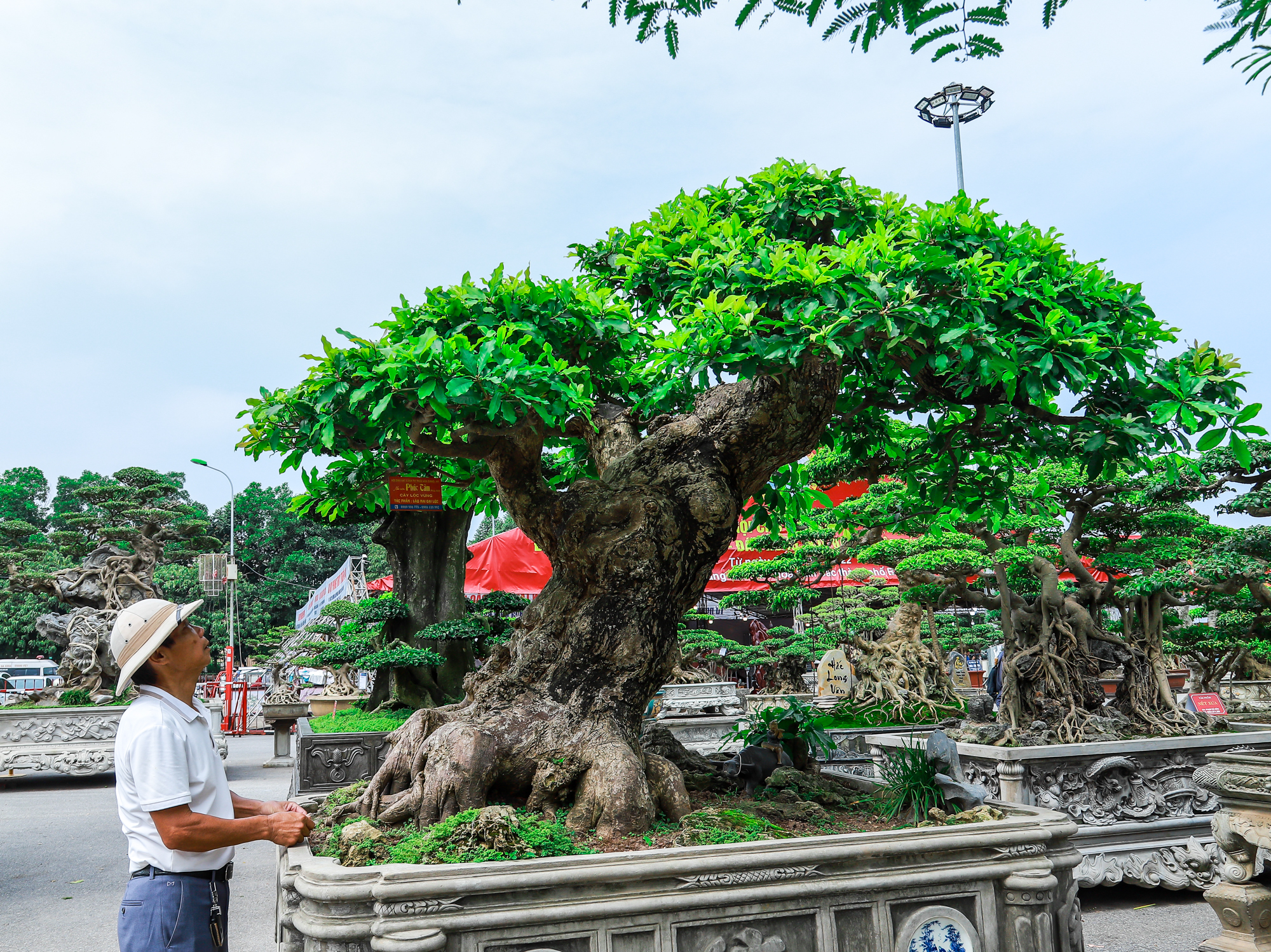 Những siêu cây cảnh hàng chục tỷ 'hội ngộ' tại Bắc Ninh - Ảnh 10.