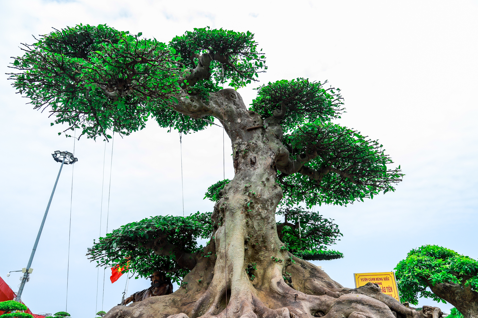 Những siêu cây cảnh hàng chục tỷ 'hội ngộ' tại Bắc Ninh - Ảnh 11.
