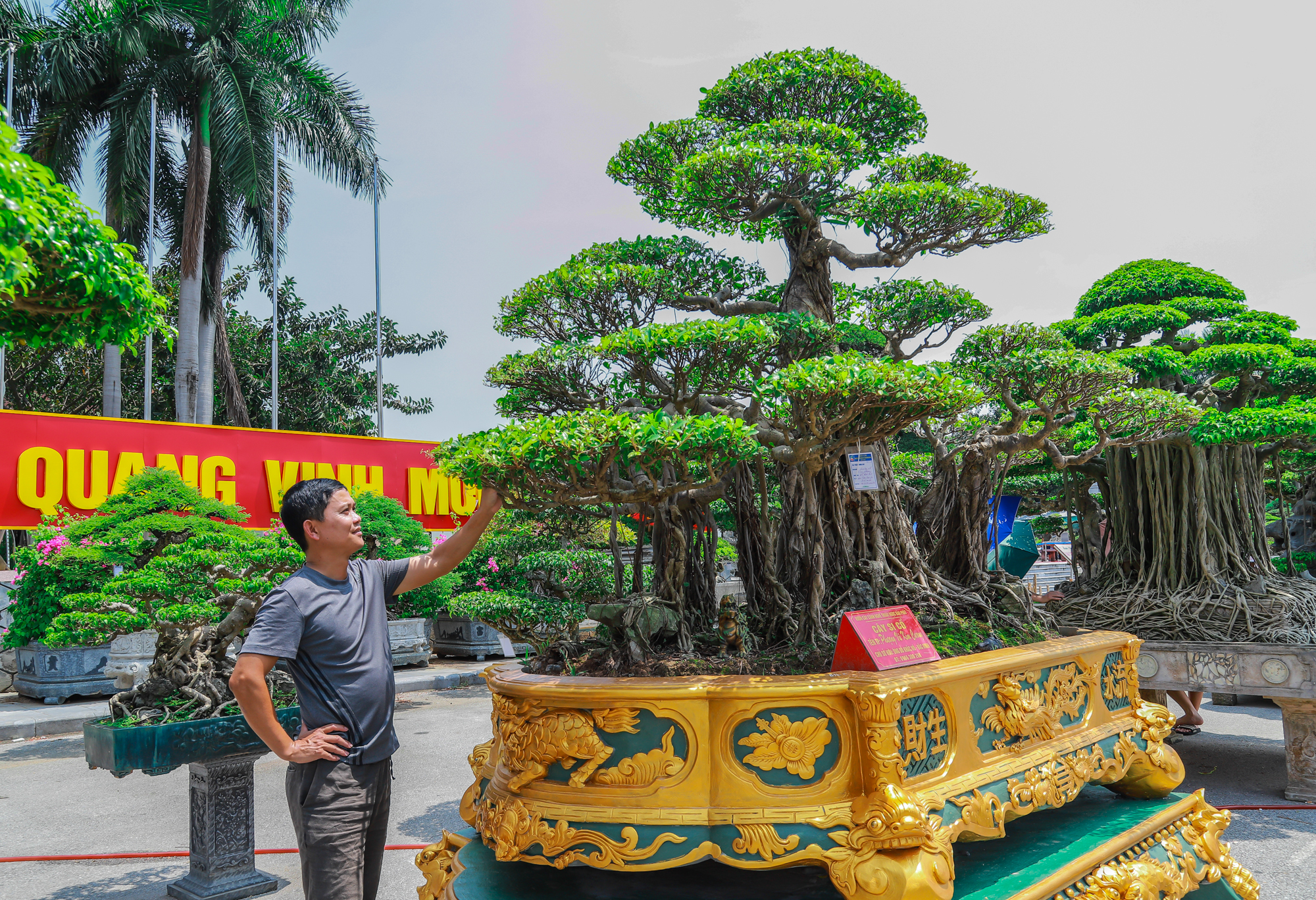 Những siêu cây cảnh hàng chục tỷ 'hội ngộ' tại Bắc Ninh - Ảnh 12.