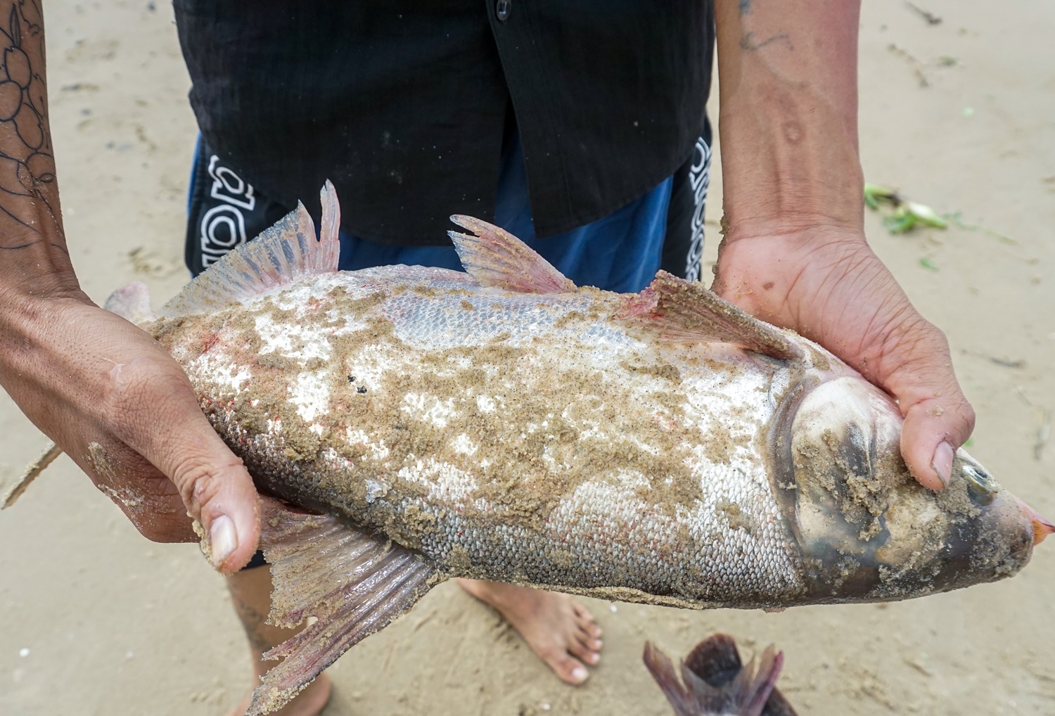 Nghề độc chỉ có sau bão ở Đà Nẵng: Ra biển săn cá nước ngọt khủng - Ảnh 11.