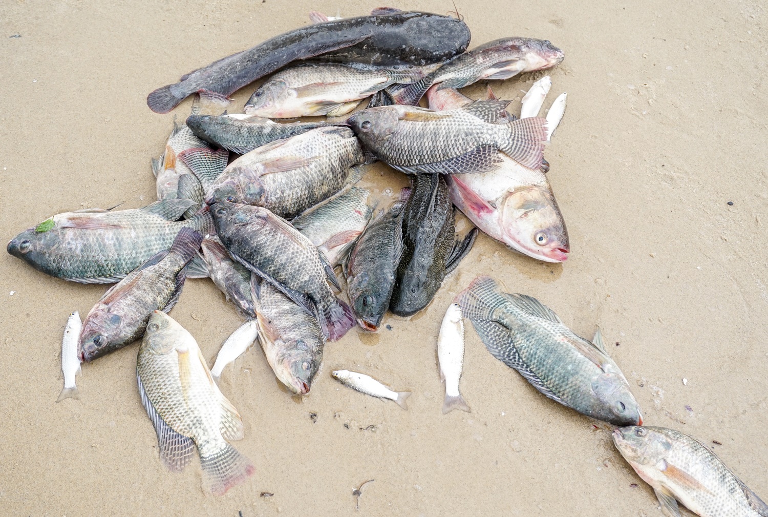 Nghề độc chỉ có sau bão ở Đà Nẵng: Ra biển săn cá nước ngọt khủng - Ảnh 6.