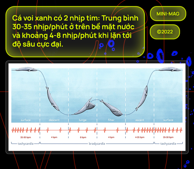 [mini] Lắng nghe nhịp đập trái tim của loài động vật lớn nhất từng tồn tại trên Trái Đất - Ảnh 12.