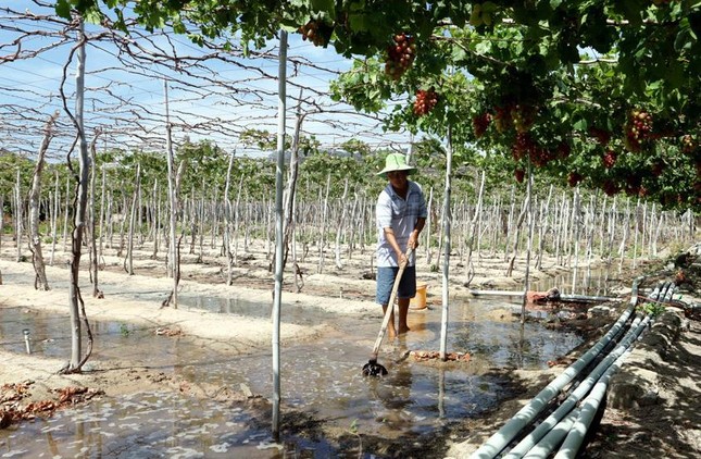 Độc đáo những vườn 'nho ba màu' ở Ninh Thuận - Ảnh 4.