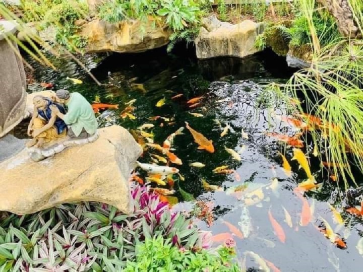 Vườn Nhật, cá koi - thú chơi tiền tỷ của nhà giàu Việt - Ảnh 4.