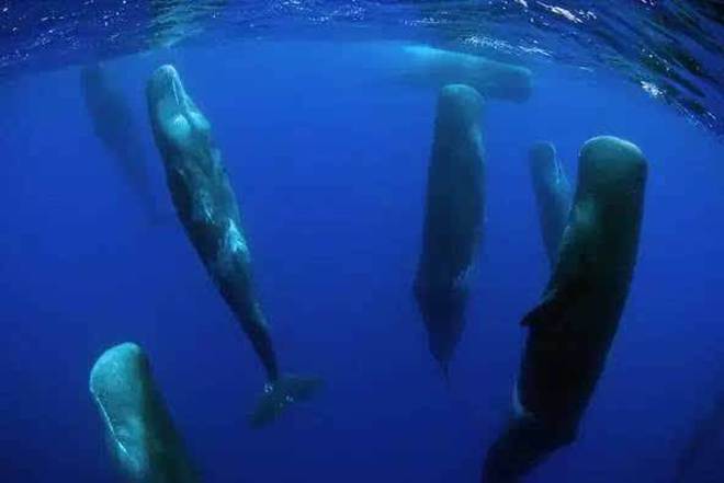 Vì sao loài động vật có 'mũi thở' như cá voi lại ngủ được dưới nước? - Ảnh 5.