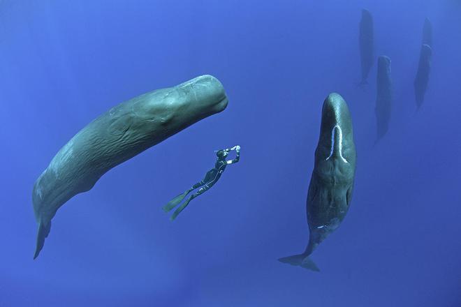 Vì sao loài động vật có 'mũi thở' như cá voi lại ngủ được dưới nước? - Ảnh 6.