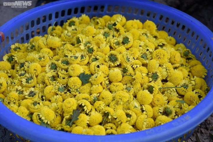 Ngắm cúc tiến vua trải thảm vàng rực trên cánh đồng ở Hải Phòng - Ảnh 11. Ngắm cúc tiến vua trải thảm vàng rực trên cánh đồng ở Hải Phòng - Ảnh 11.