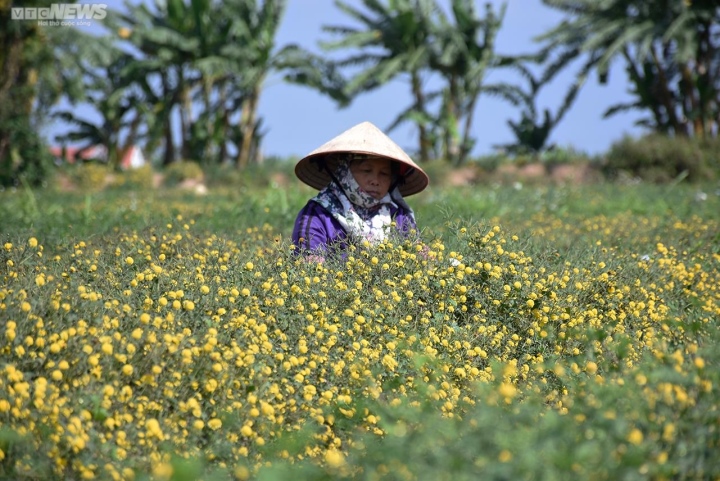 Ngắm cúc tiến vua trải thảm vàng rực trên cánh đồng ở Hải Phòng - Ảnh 3.