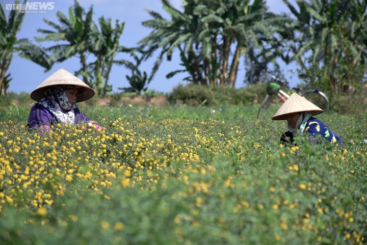 Ngắm cúc tiến vua trải thảm vàng rực trên cánh đồng ở Hải Phòng - Ảnh 5. Ngắm cúc tiến vua trải thảm vàng rực trên cánh đồng ở Hải Phòng - Ảnh 5.