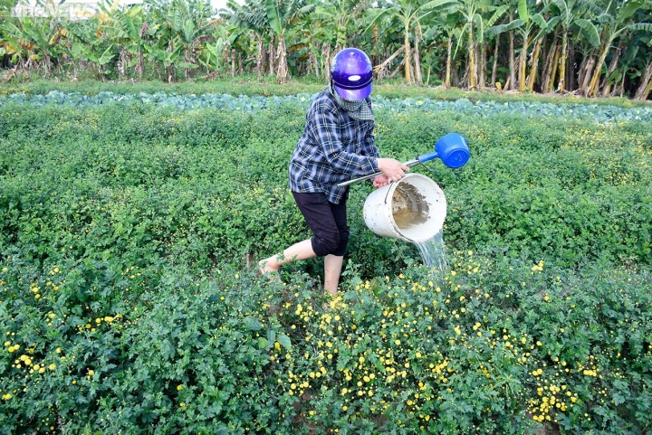 Ngắm cúc tiến vua trải thảm vàng rực trên cánh đồng ở Hải Phòng - Ảnh 7. Ngắm cúc tiến vua trải thảm vàng rực trên cánh đồng ở Hải Phòng - Ảnh 7.