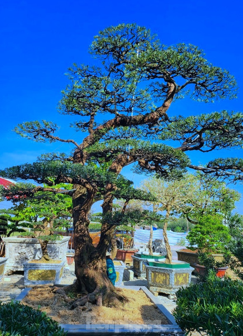 Những gốc tùng La Hán ‘khủng’ giá hàng trăm triệu hút khách dịp Tết - Ảnh 5. Những gốc tùng La Hán ‘khủng’ giá hàng trăm triệu hút khách dịp Tết - Ảnh 5.