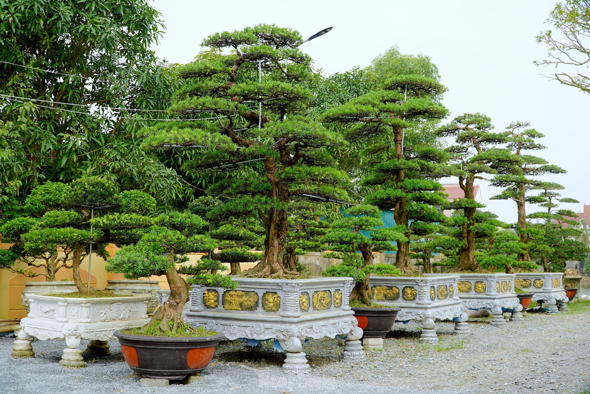 Những gốc tùng La Hán ‘khủng’ giá hàng trăm triệu hút khách dịp Tết - Ảnh 6. Những gốc tùng La Hán ‘khủng’ giá hàng trăm triệu hút khách dịp Tết - Ảnh 6.