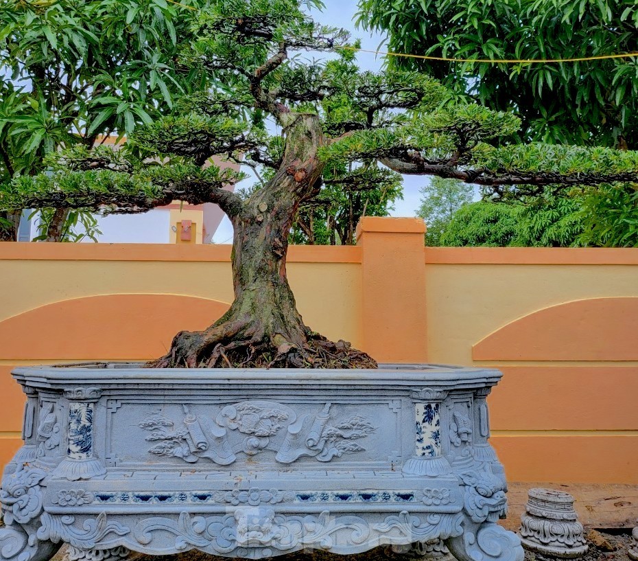Những gốc tùng La Hán ‘khủng’ giá hàng trăm triệu hút khách dịp Tết - Ảnh 4. Những gốc tùng La Hán ‘khủng’ giá hàng trăm triệu hút khách dịp Tết - Ảnh 4.