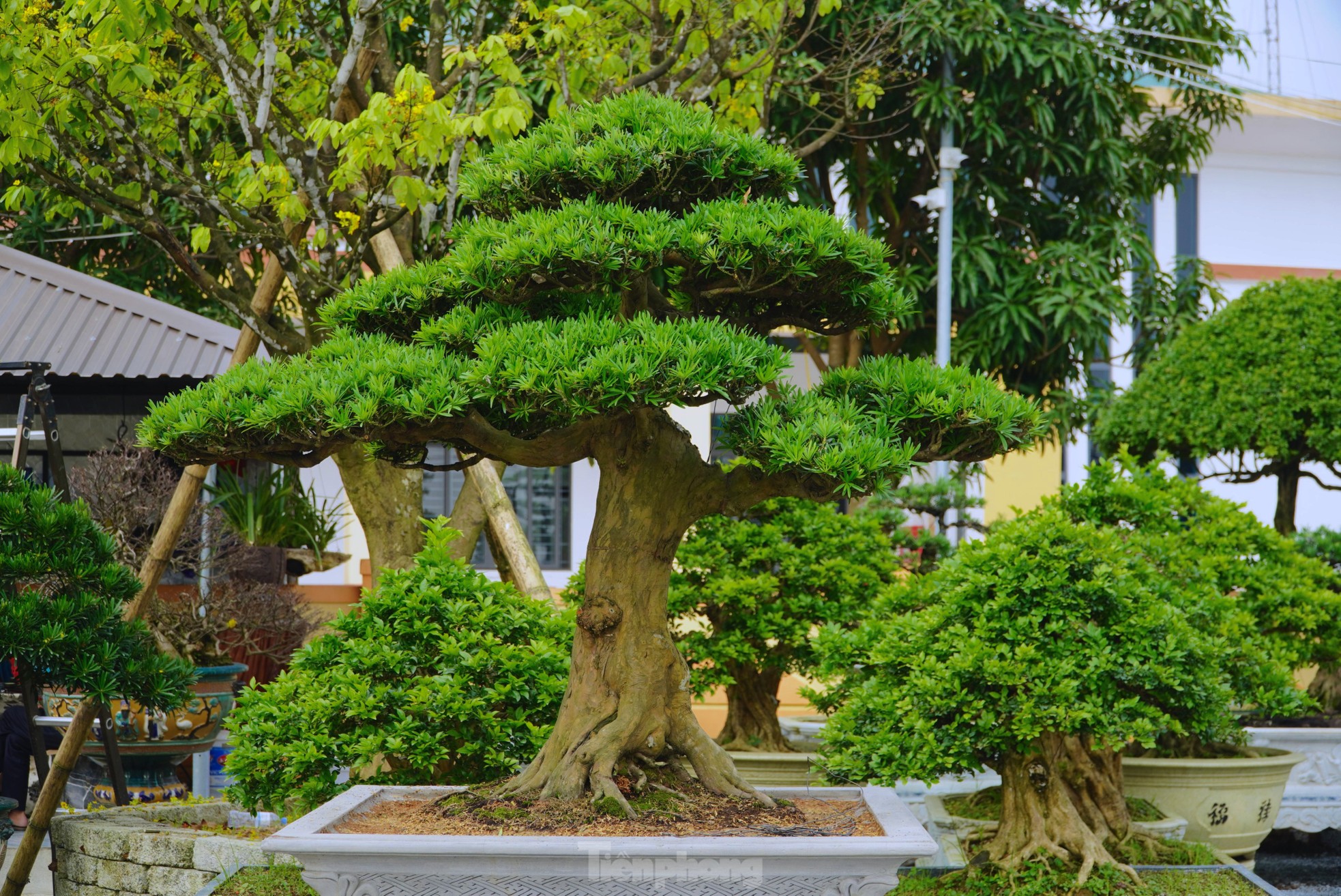 Những gốc tùng La Hán ‘khủng’ giá hàng trăm triệu hút khách dịp Tết - Ảnh 9. Những gốc tùng La Hán ‘khủng’ giá hàng trăm triệu hút khách dịp Tết - Ảnh 9.