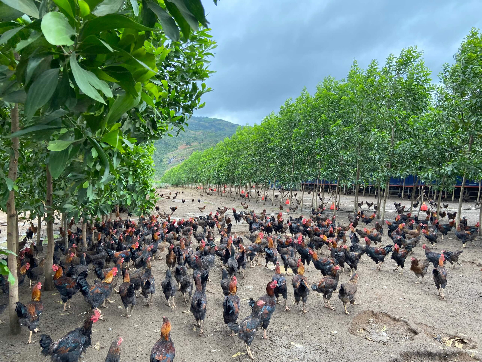 Sau 8 năm 'trồng chuối, nuôi heo', bầu Đức bán được bao nhiêu con heo thịt, bao nhiêu tấn trái cây ? - Ảnh 5.