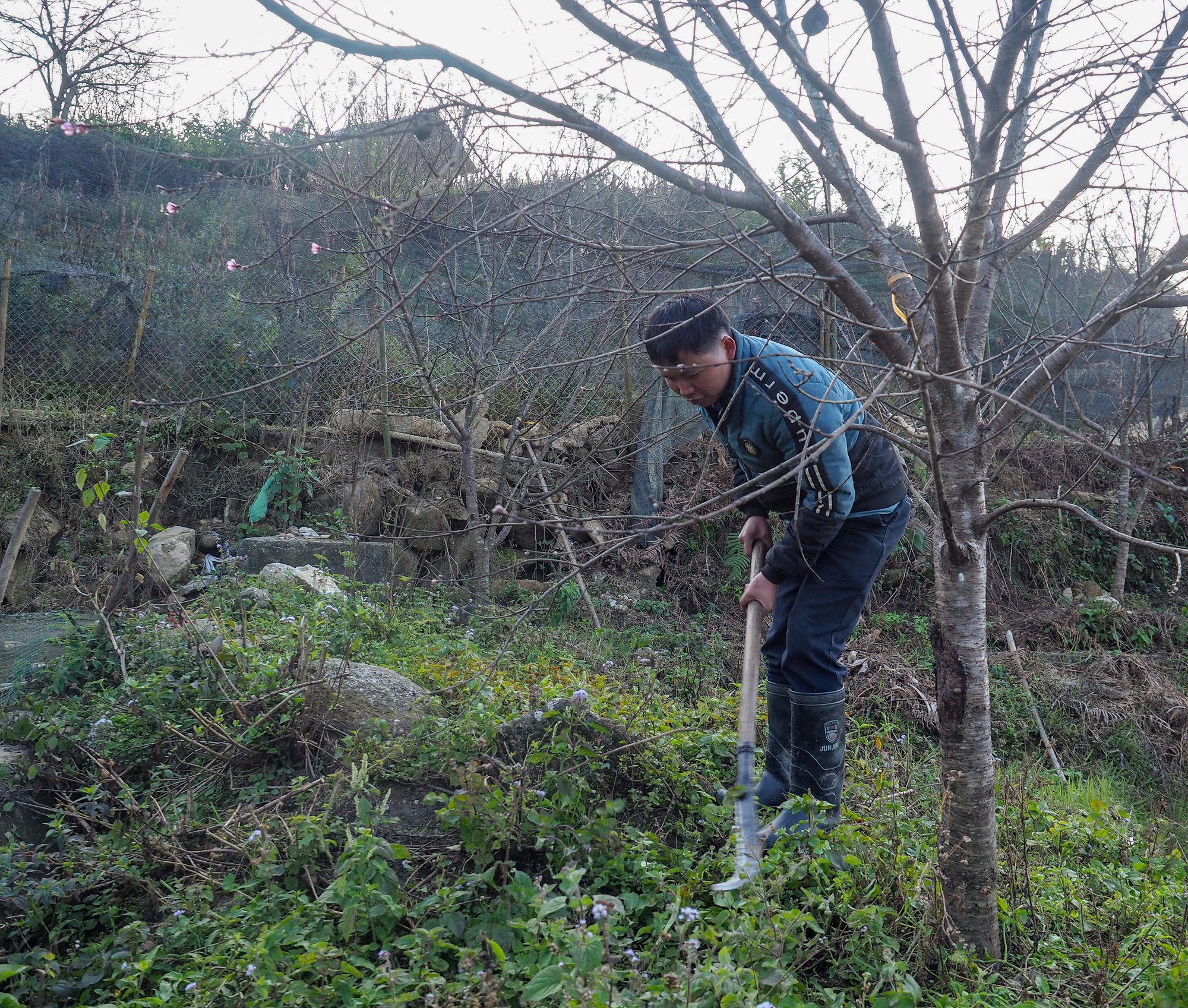 Anh Châu A Sâu, xã Trung Chải (Sa Pa, Lào Cai) thu gần trăm triệu đồng/năm từ trồng đào trên nương - Ảnh: VŨ TUẤN