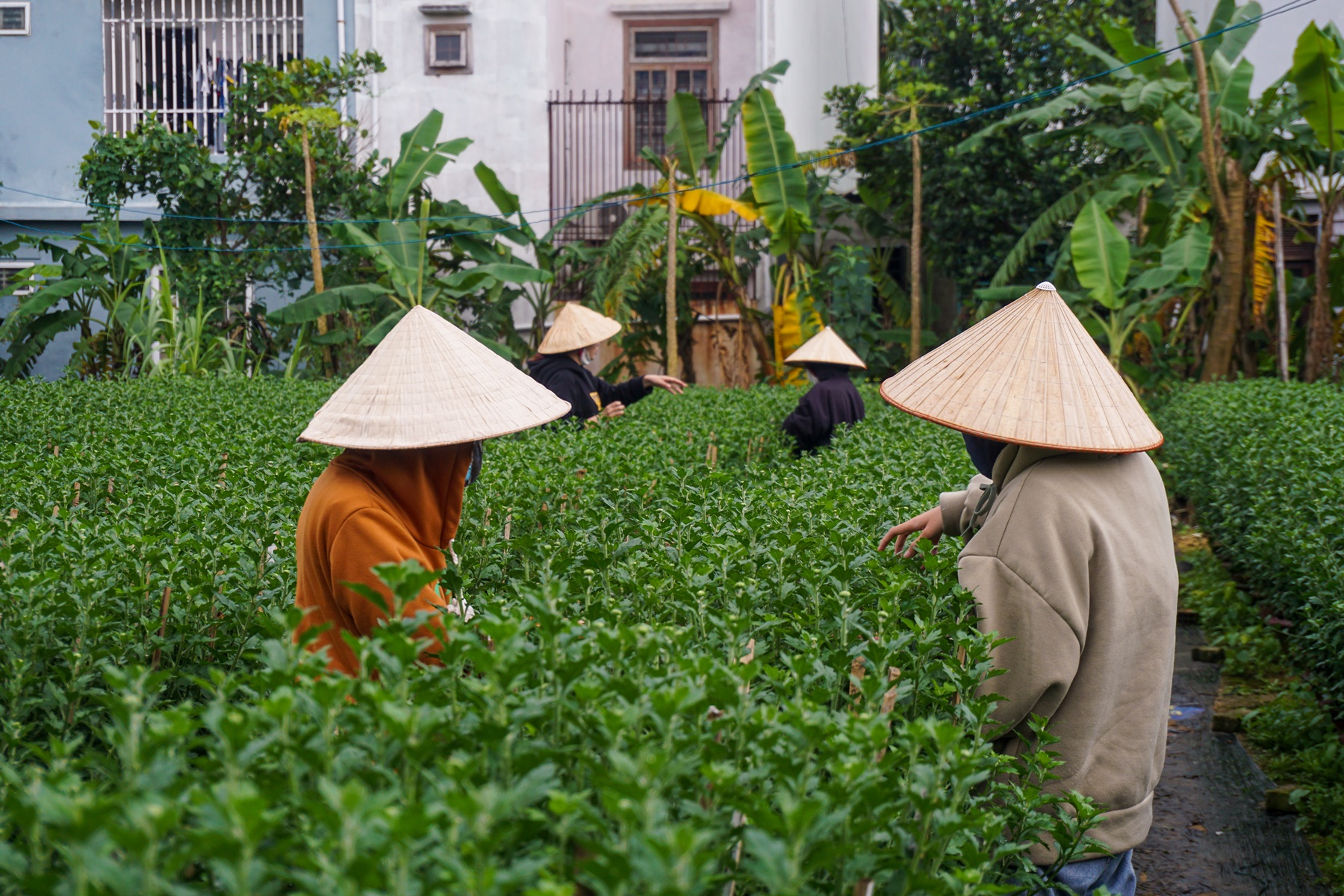 Sinh viên, công nhân thất nghiệp “ngắt lá, bẻ nụ hoa” kiếm tiền triệu tiêu Tết - Ảnh 10.