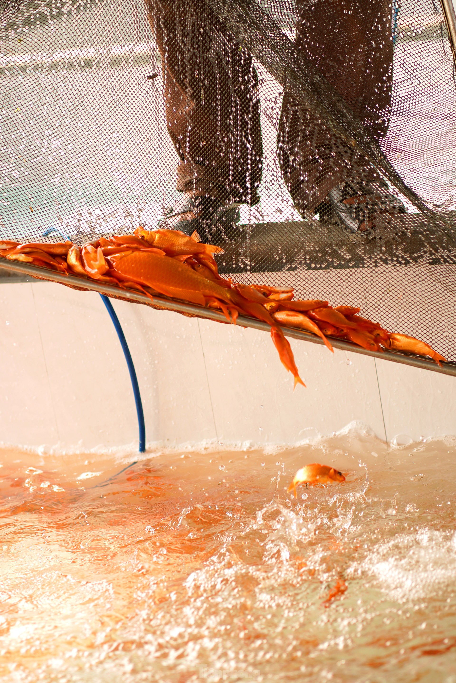 Làng cá chép đỏ nổi tiếng Phú Thọ rộn ràng dịp ông Công ông Táo - Ảnh 10.
