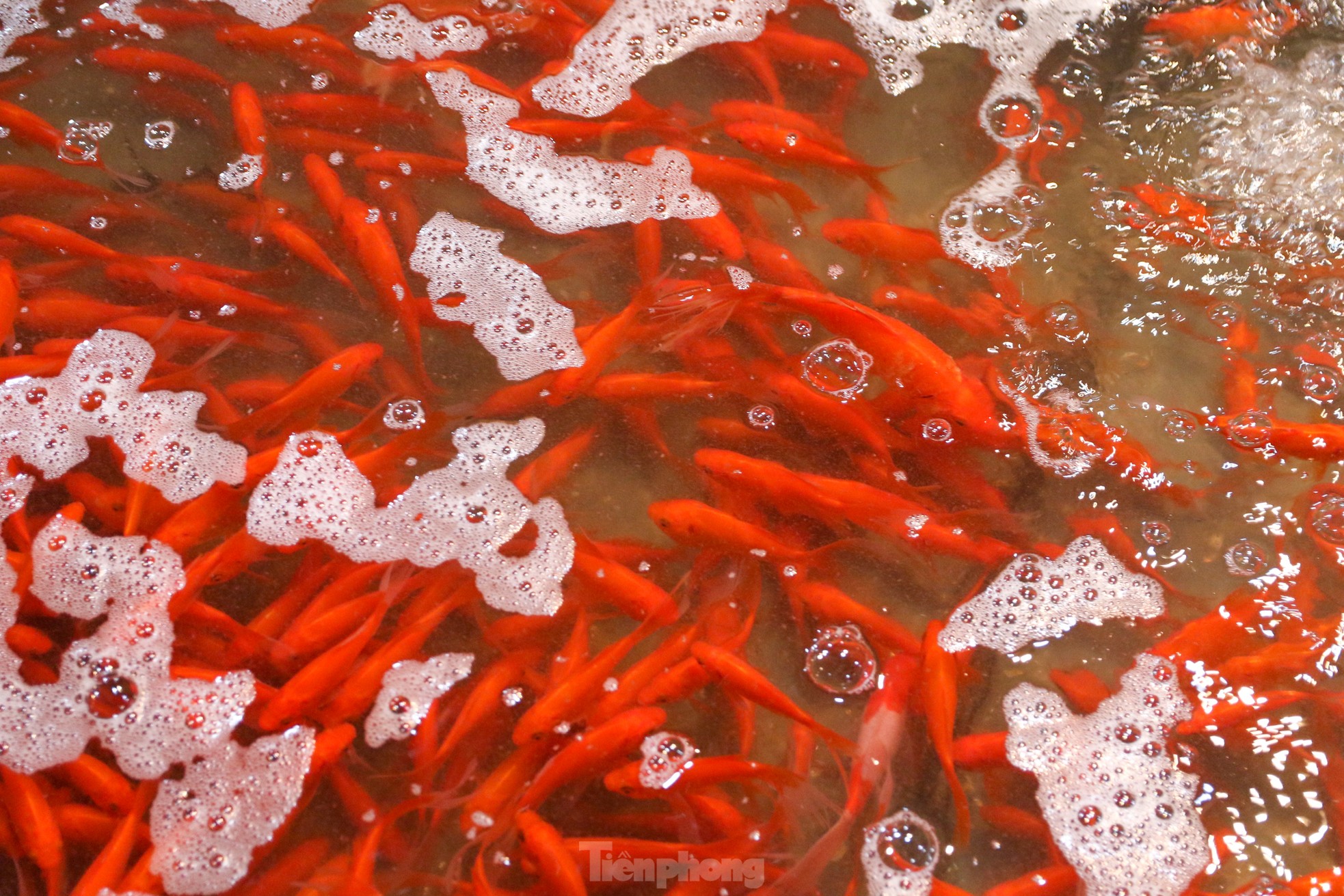 Chợ cá Yên Sở rực sắc đỏ, nhộn nhịp trước ngày cúng ông Công - ông Táo - Ảnh 12.