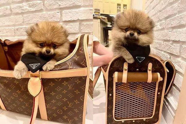 Đoàn Di Băng và cách dùng túi hiệu khiến netizen tranh cãi: Hết đem đi đựng rau lại vứt lăn lóc dưới sàn - Ảnh 8. Đoàn Di Băng và cách dùng túi hiệu khiến netizen tranh cãi: Hết đem đi đựng rau lại vứt lăn lóc dưới sàn - Ảnh 8.