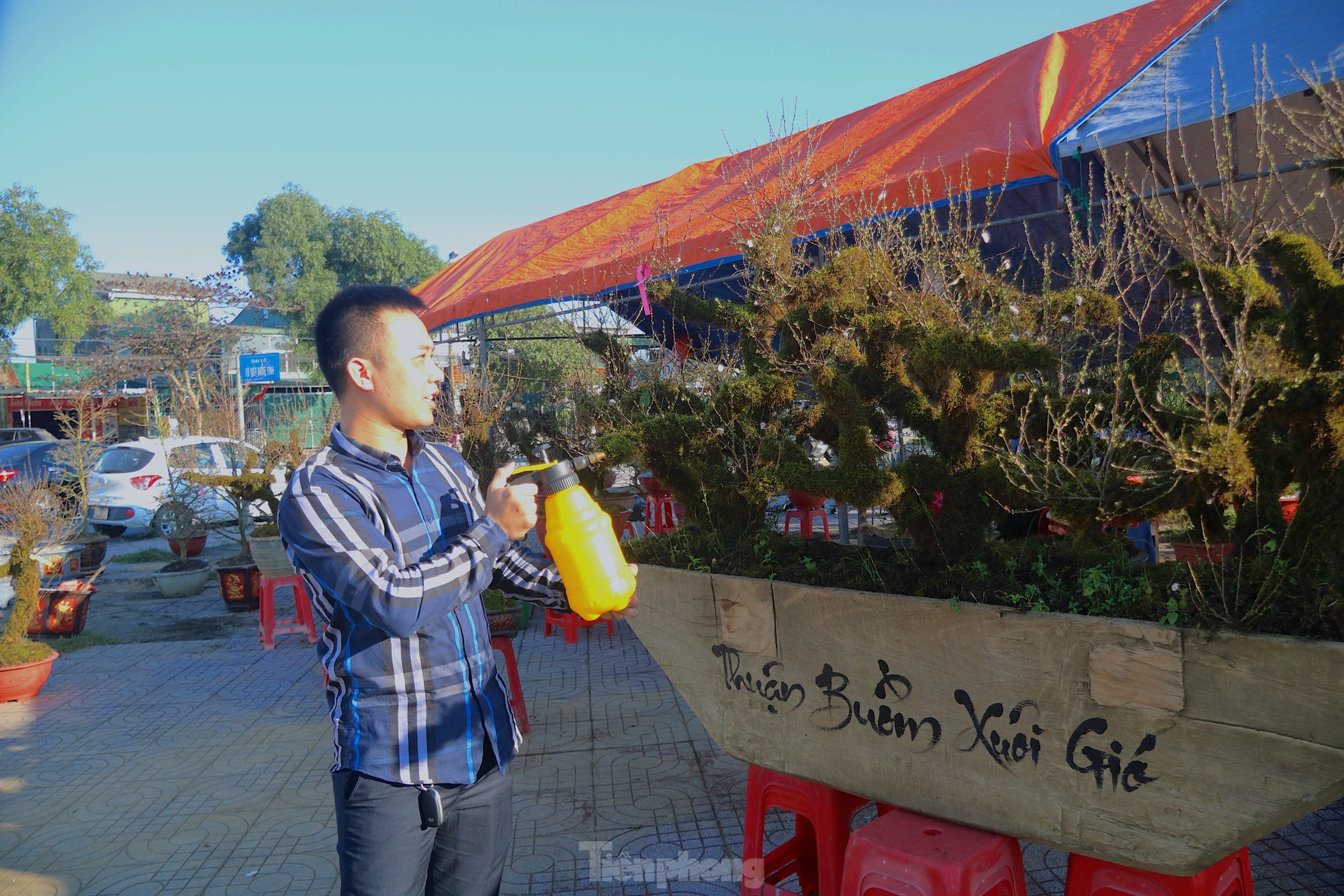 Độc lạ nhất chi mai phủ kín rêu xanh tỏa mình trên thuyền gỗ - Ảnh 4. Độc lạ nhất chi mai phủ kín rêu xanh tỏa mình trên thuyền gỗ - Ảnh 4.