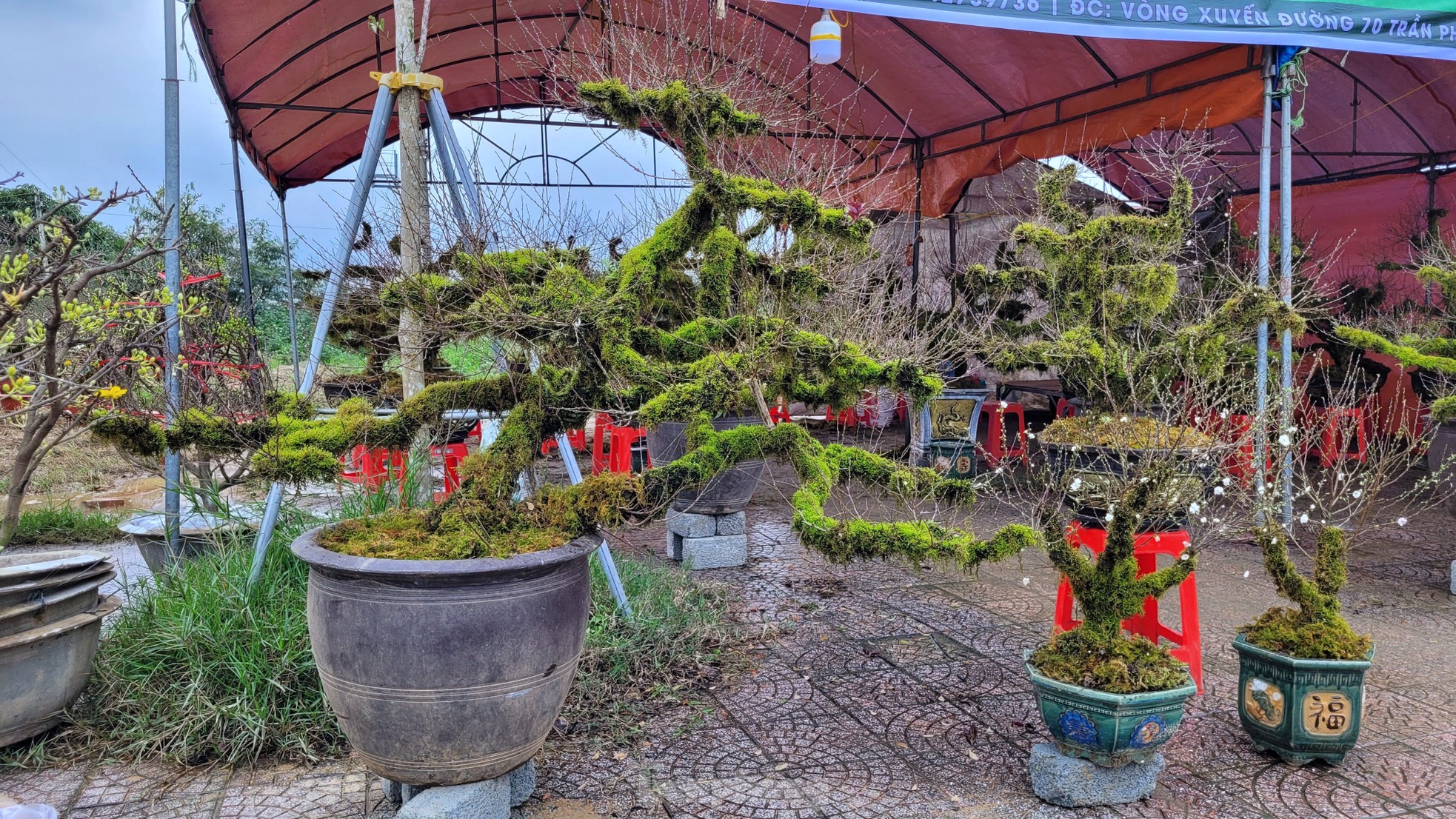 Độc lạ nhất chi mai phủ kín rêu xanh tỏa mình trên thuyền gỗ - Ảnh 1. Độc lạ nhất chi mai phủ kín rêu xanh tỏa mình trên thuyền gỗ - Ảnh 1.