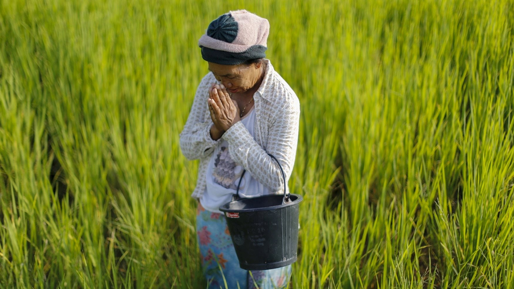 Tương lai của ngành lúa gạo Thái Lan đang bị đe dọa bởi 'kẻ xâm nhập' từ Việt Nam, lan rộng từng cánh đồng mà không biết xuất hiện khi nào - Ảnh 1.