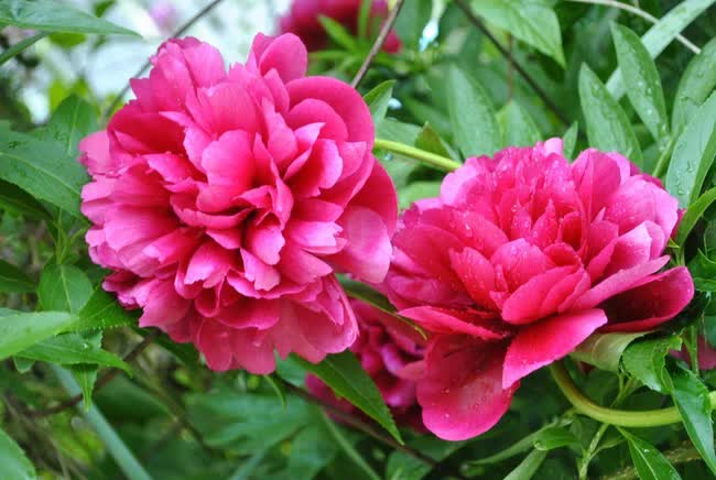 8 loài hoa tuy đẹp nhưng tuyệt đối không nên chưng trên bàn thờ ngày Tết - Ảnh 6.