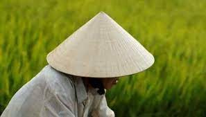 Tương lai của ngành lúa gạo Thái Lan đang bị đe dọa bởi 'kẻ xâm nhập' từ Việt Nam, lan rộng từng cánh đồng mà không biết xuất hiện khi nào - Ảnh 3.