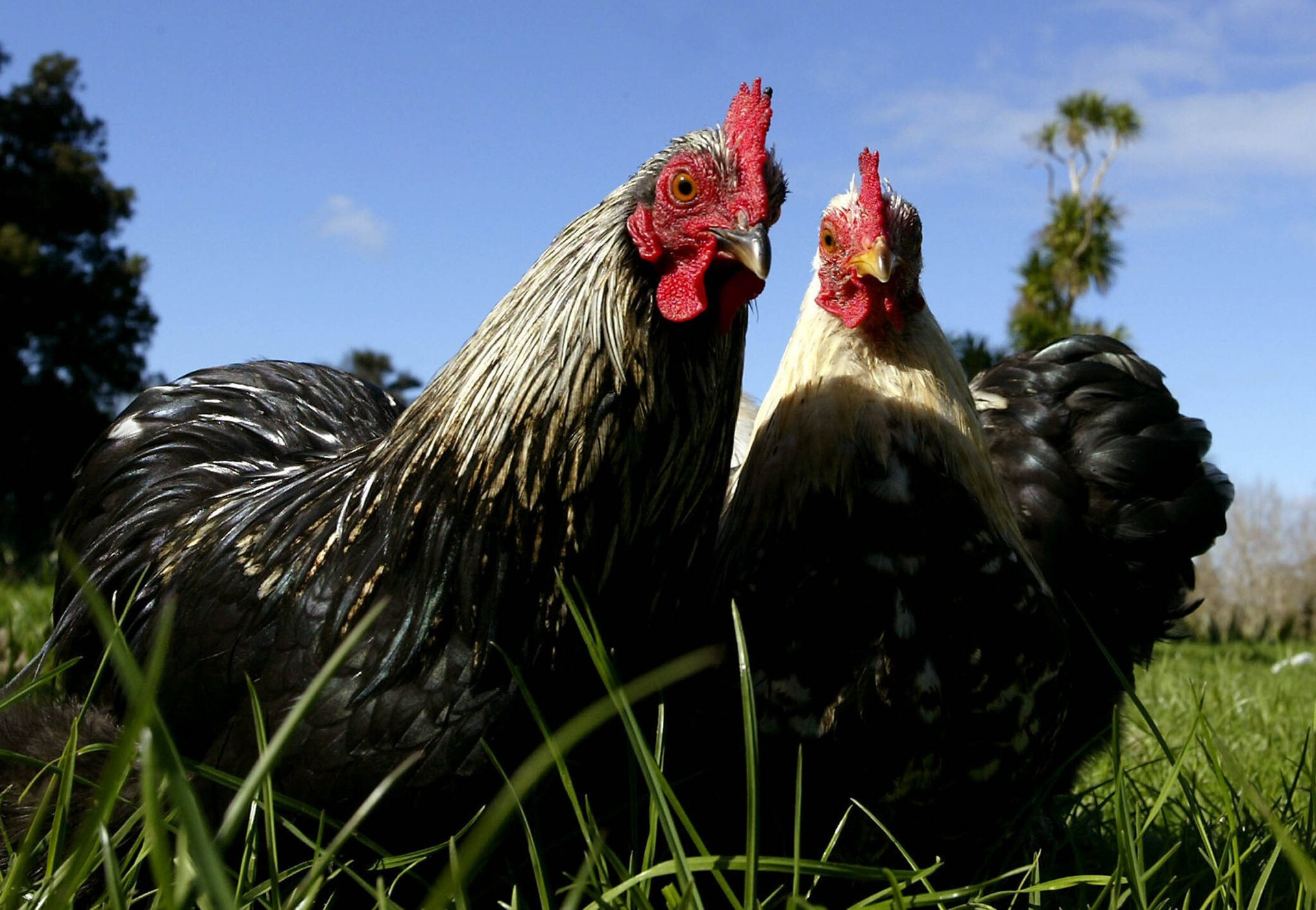 New Zealand đổ xô nuôi gà vì khủng hoảng thiếu trứng - Ảnh 4.