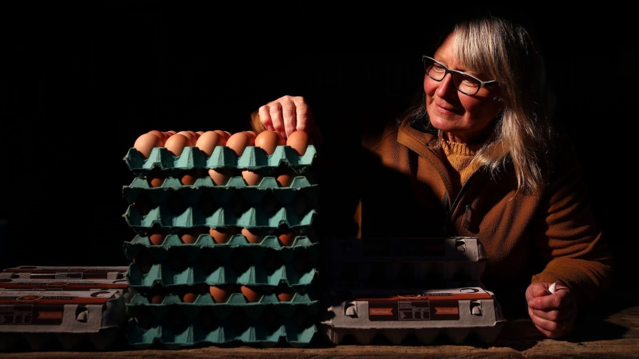 New Zealand đổ xô nuôi gà vì khủng hoảng thiếu trứng - Ảnh 3.