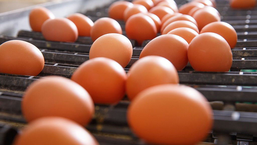 New Zealand đổ xô nuôi gà vì khủng hoảng thiếu trứng - Ảnh 1.