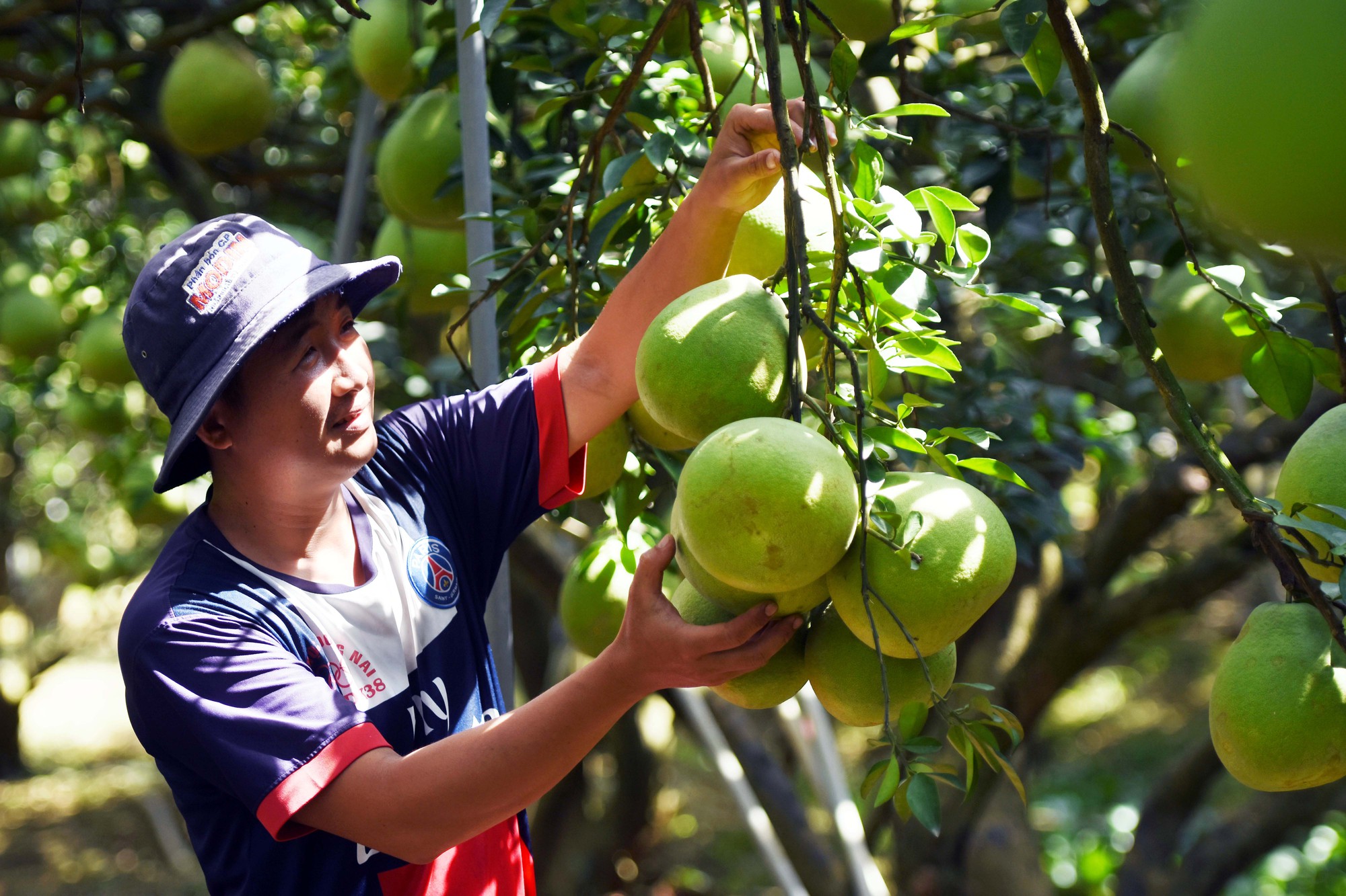 Sức mua kém, làng bưởi Tân Triều bán tháo không chờ Tết - Ảnh 2.