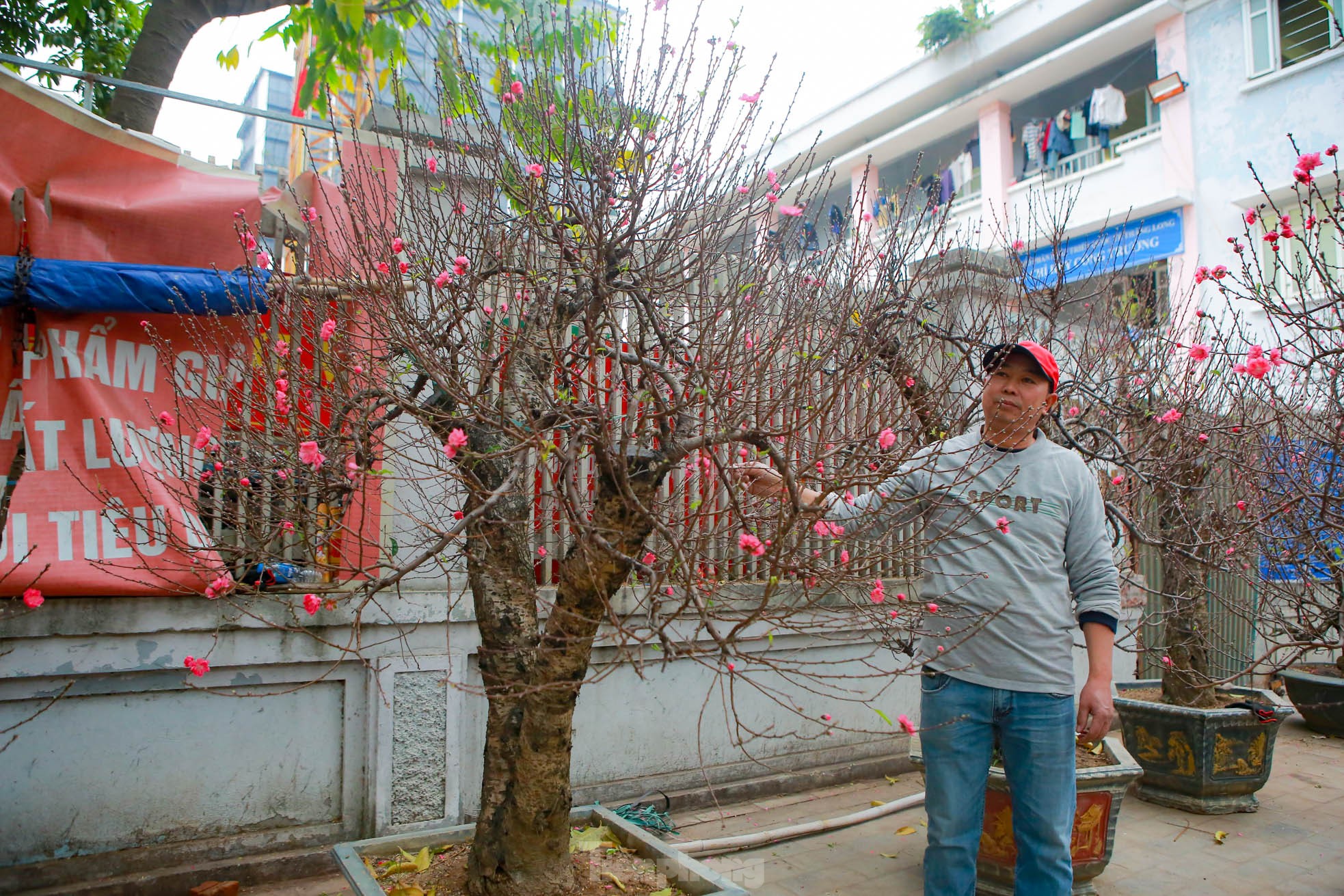 Đào rừng cổ thụ hơn trăm triệu xuống phố Hà Nội - Ảnh 5.