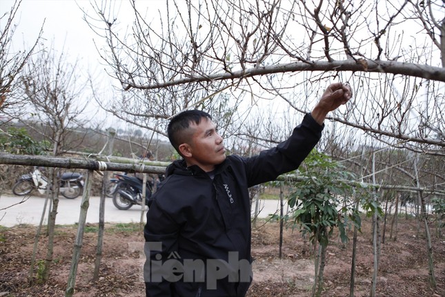 Nghề “săn” đào bán Tết - Ảnh 3.