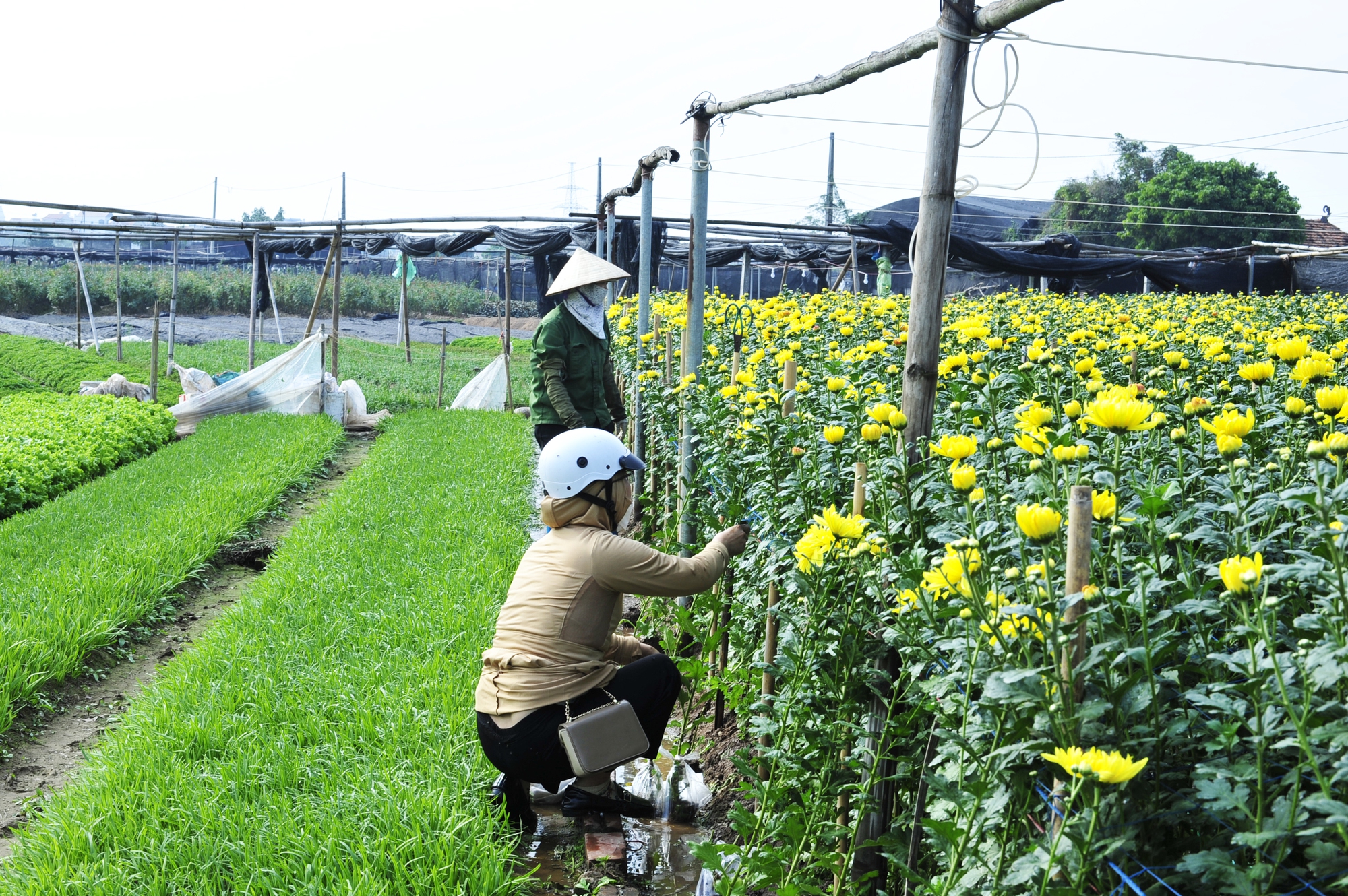 Người dân làng trồng hoa truyền thống đang tranh thủ thu hoạch sớm