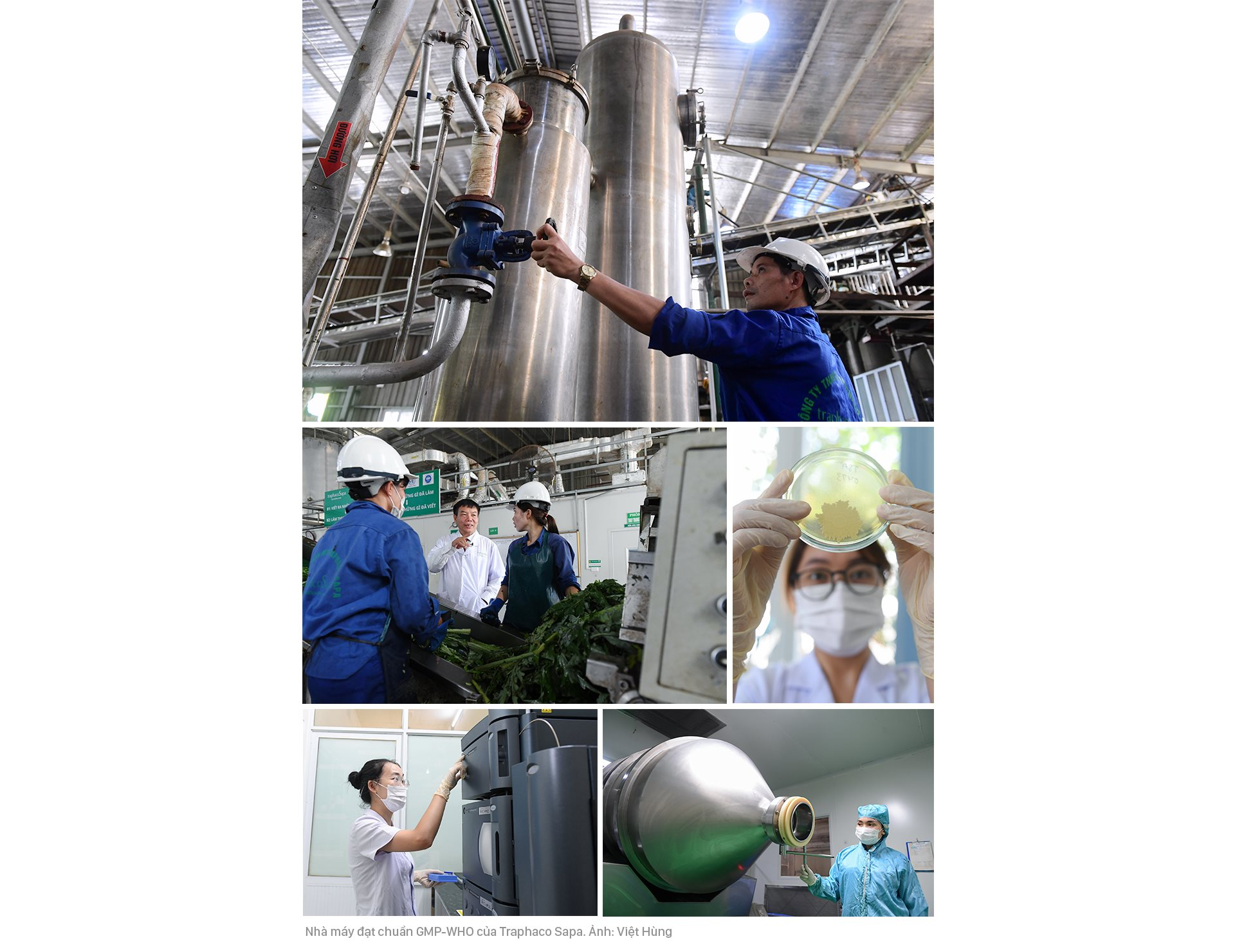 “Người tự đi đày” ở Traphaco và khát khao “đưa thảo dược lên bàn ăn, vào tour du lịch” - Ảnh 9.