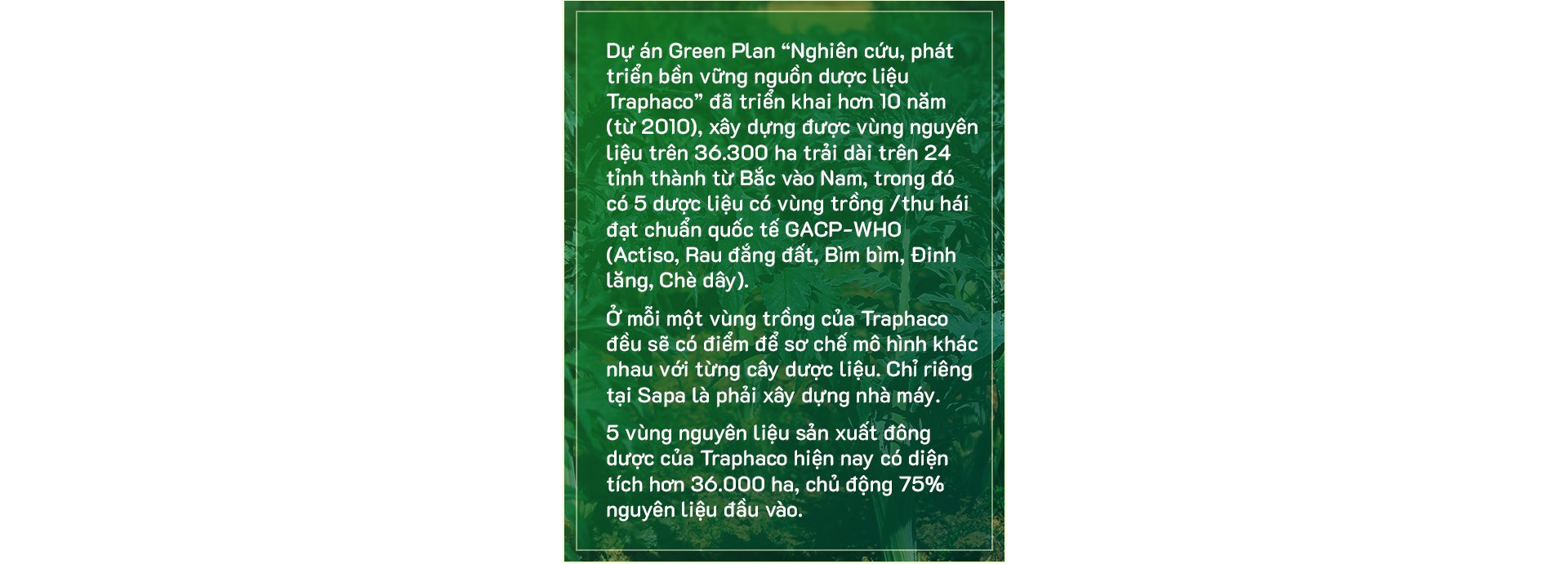 “Người tự đi đày” ở Traphaco và khát khao “đưa thảo dược lên bàn ăn, vào tour du lịch” - Ảnh 4.