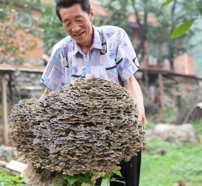 Lão nông tìm được 'cây nấm dại', đại gia vừa thấy đã đòi trả tiền tỷ mua lại - Ảnh 1. Lão nông tìm được 'cây nấm dại', đại gia vừa thấy đã đòi trả tiền tỷ mua lại - Ảnh 1.