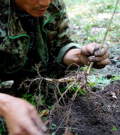 Lão nông nhặt được khúc gỗ có hình dáng kỳ lạ, con trai vừa thấy đã tái mặt gọi điện báo cảnh sát - Ảnh 1. Lão nông nhặt được khúc gỗ có hình dáng kỳ lạ, con trai vừa thấy đã tái mặt gọi điện báo cảnh sát - Ảnh 1.