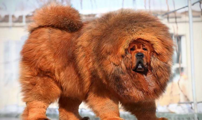 Hí hửng mua chó ngao Tây Tạng về nuôi, vài tháng sau chủ tái mặt gọi cảnh sát vì thấy cảnh tượng này - Ảnh 1.