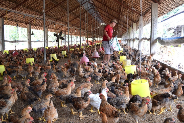 Giá gà thấp hơn giá thành sản xuất, người chăn nuôi thua lỗ - Ảnh 1. Giá gà thấp hơn giá thành sản xuất, người chăn nuôi thua lỗ - Ảnh 1.